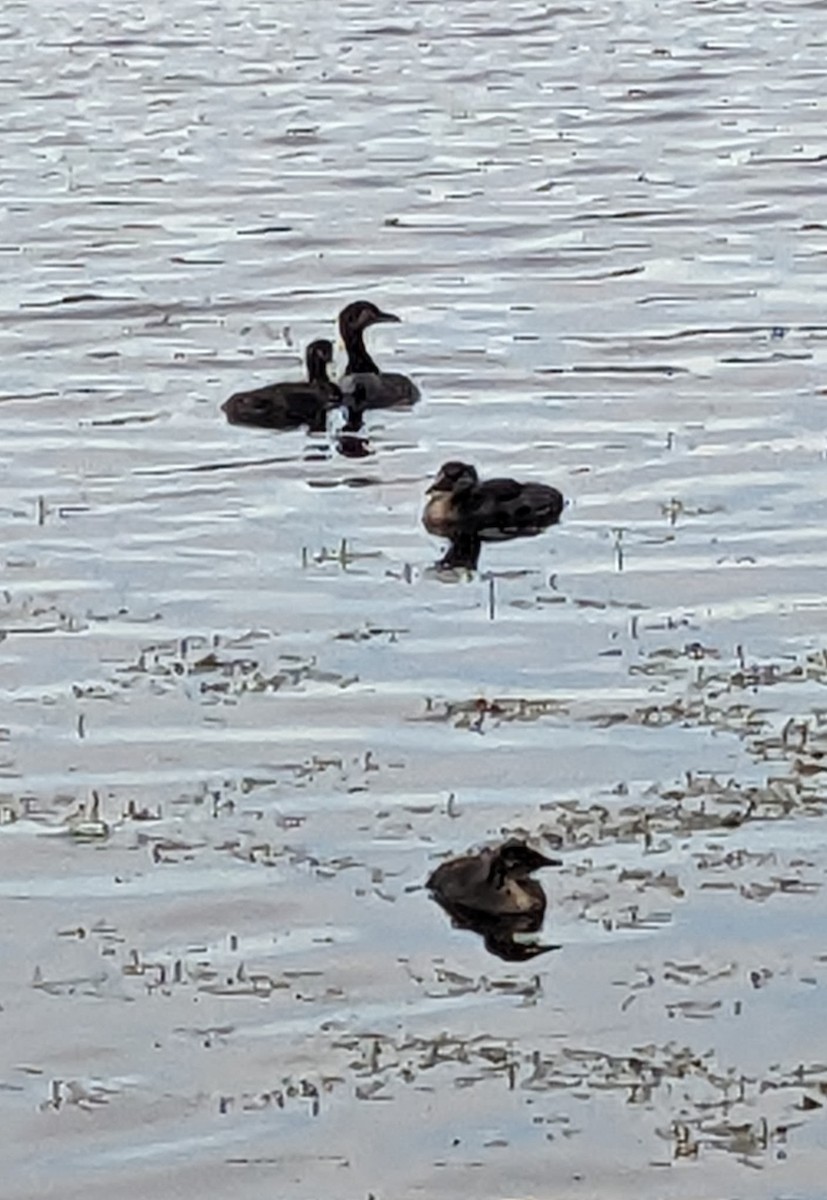 Red-necked Grebe - ML621791994