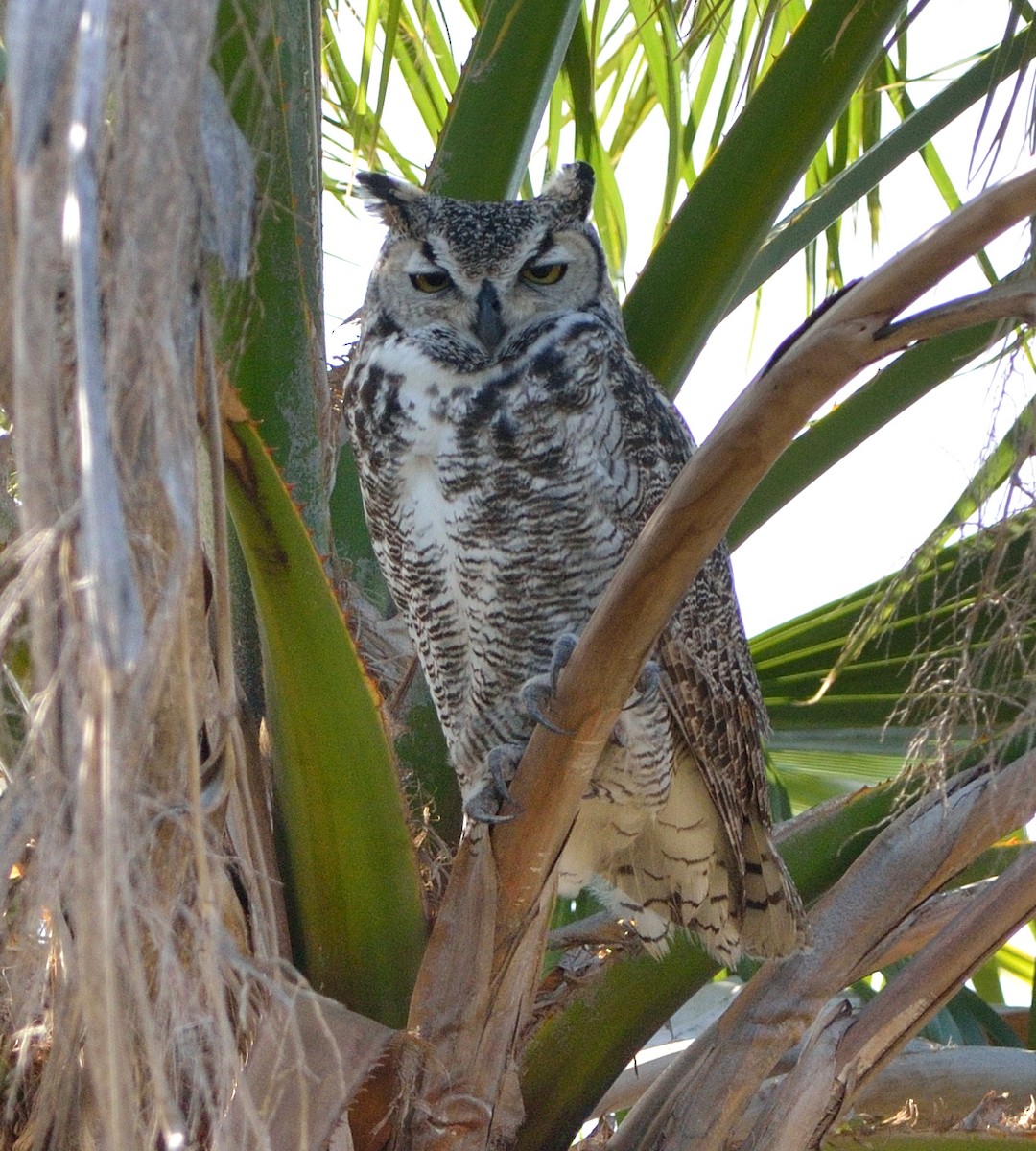 Great Horned Owl - ML621792088