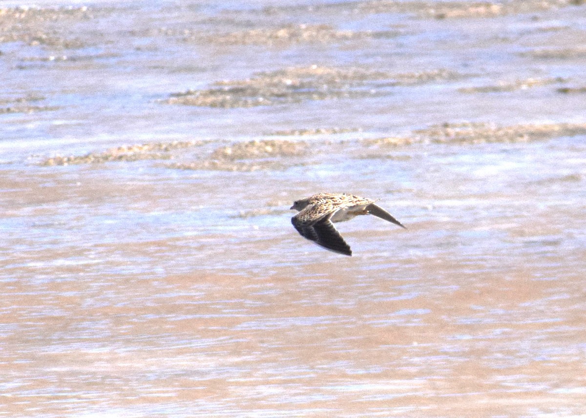 Gray-breasted Seedsnipe - ML621792132