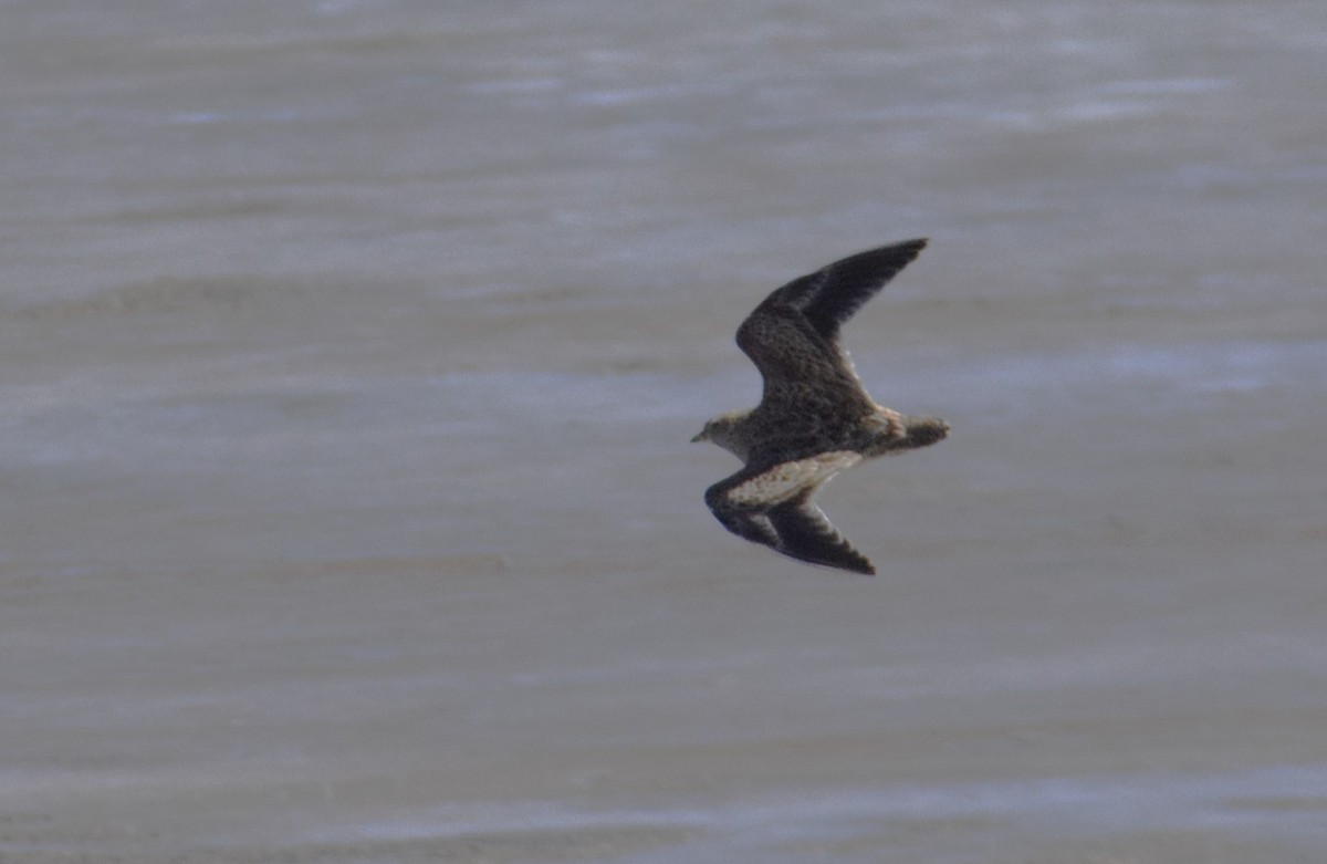 Gray-breasted Seedsnipe - ML621792133