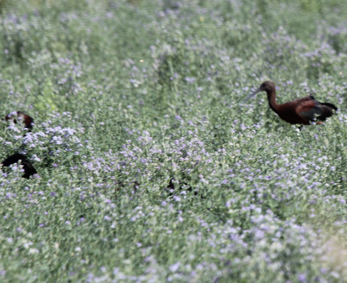 White-faced Ibis - ML621792161