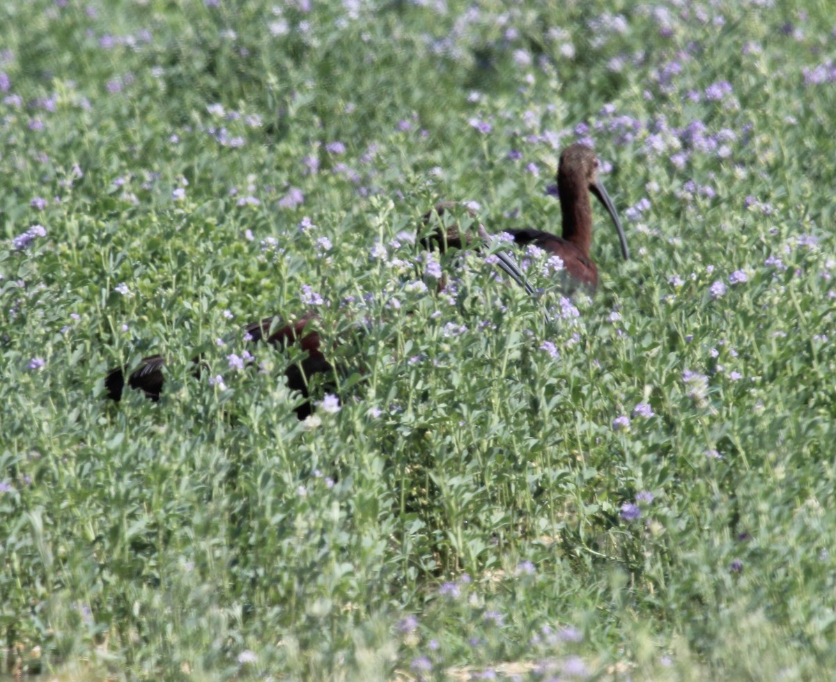 White-faced Ibis - ML621792162