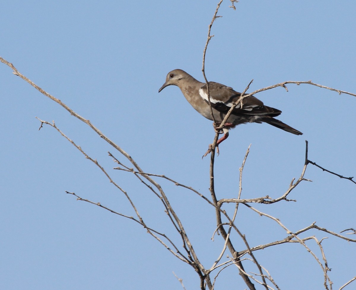 White-winged Dove - ML621792183