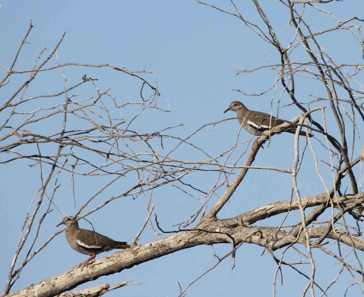 White-winged Dove - ML621792184