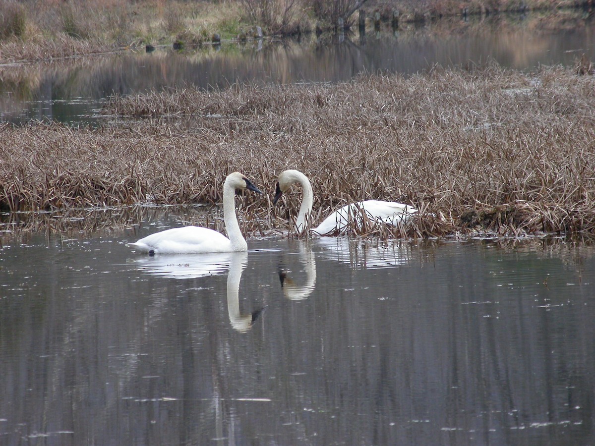 Trumpeter Swan - ML621792189