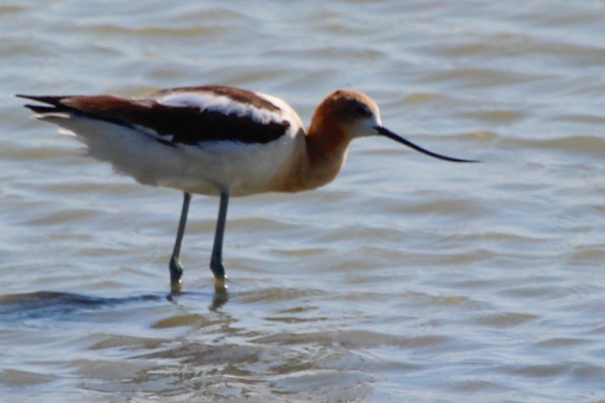 American Avocet - ML621792196