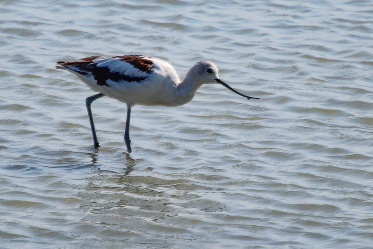 American Avocet - ML621792197