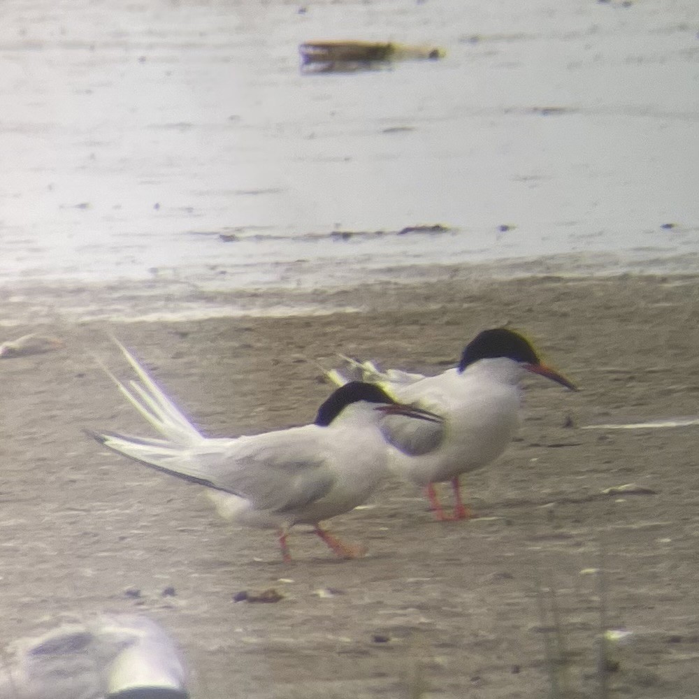 Roseate Tern - ML621792198