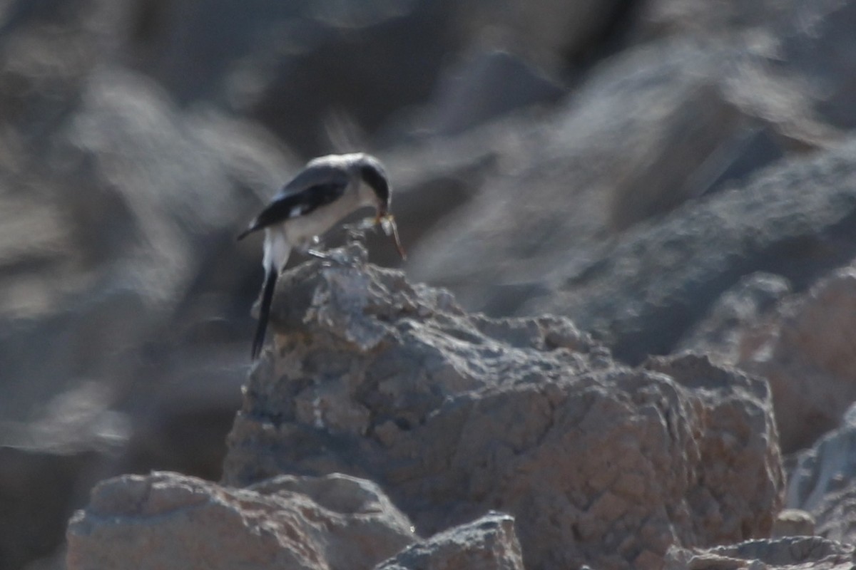 Loggerhead Shrike - ML621792203