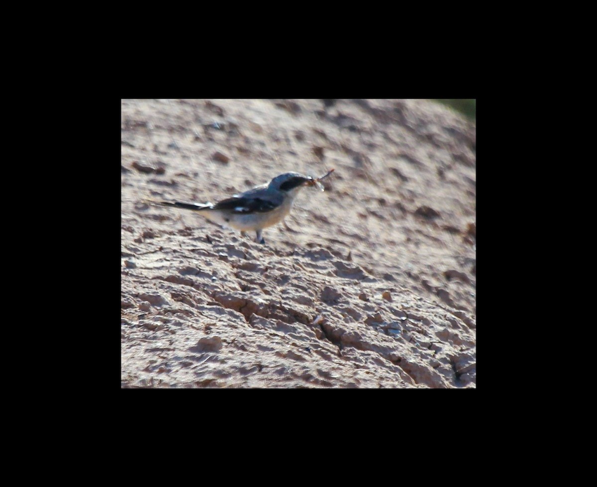 Loggerhead Shrike - ML621792204