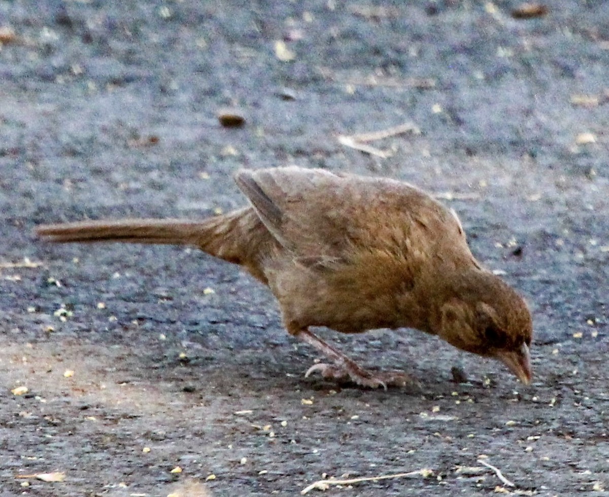 Abert's Towhee - ML621792208