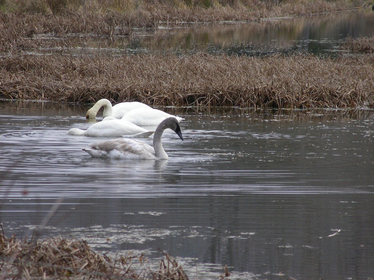 Trumpeter Swan - ML621792214