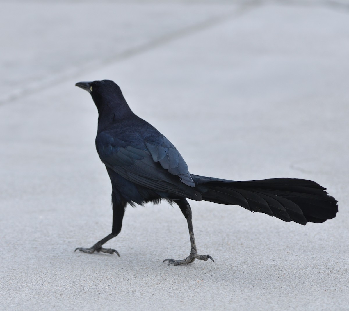 Great-tailed Grackle - ML621792217