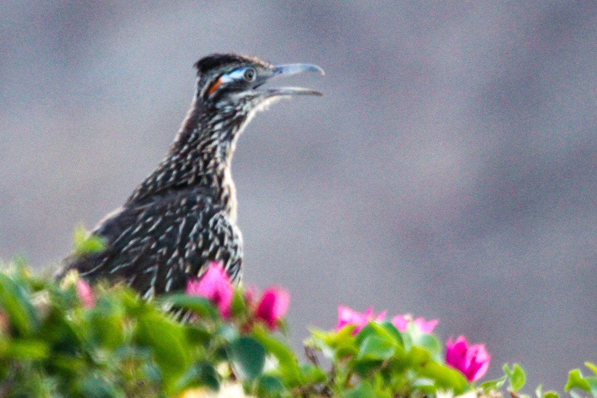 Greater Roadrunner - ML621792237