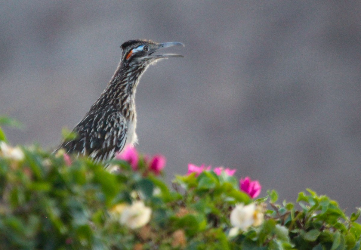 Greater Roadrunner - ML621792238