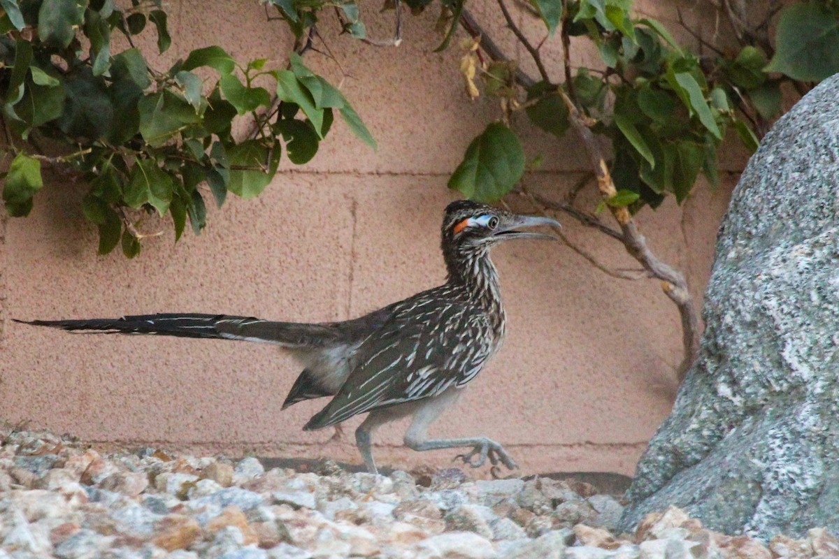 Greater Roadrunner - ML621792239