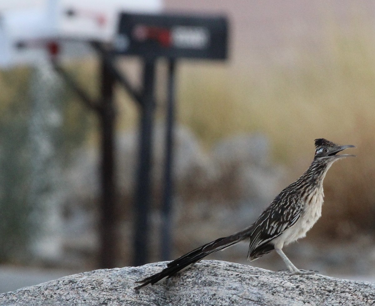 Greater Roadrunner - ML621792240