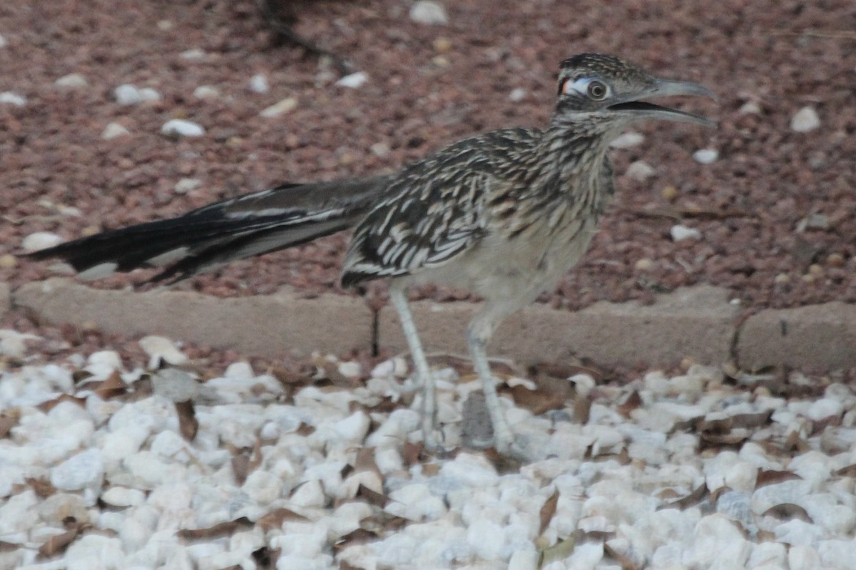 Greater Roadrunner - ML621792241