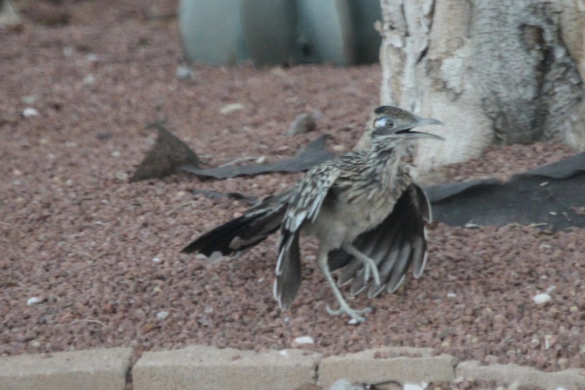 Greater Roadrunner - ML621792242