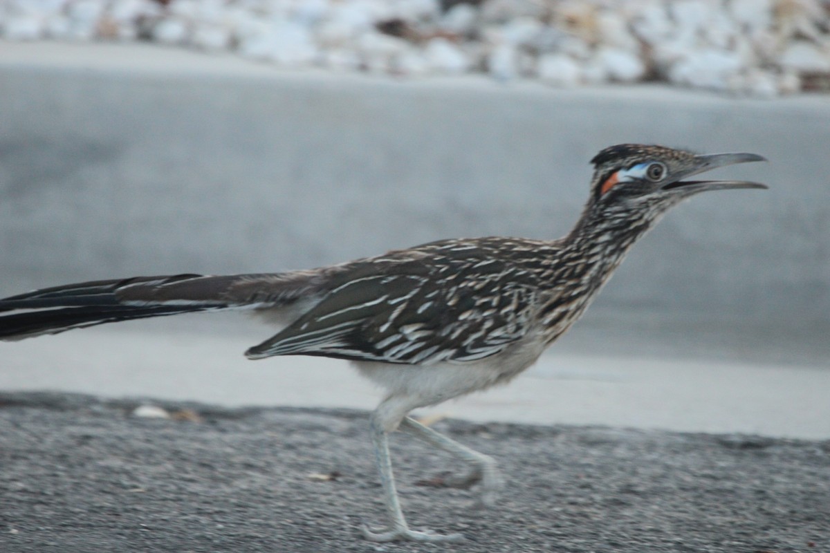 Greater Roadrunner - ML621792243