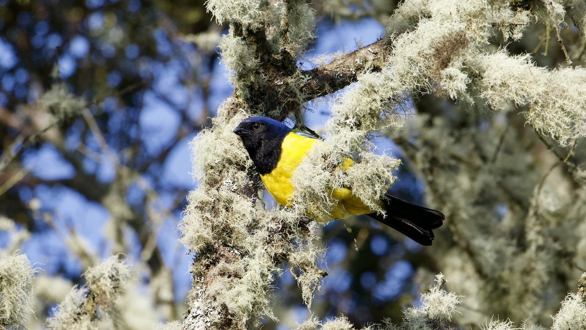 Black-chested Mountain Tanager - ML621792329