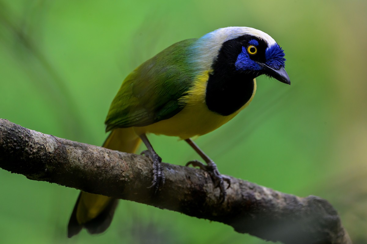 Green Jay (Inca) - ML621792593