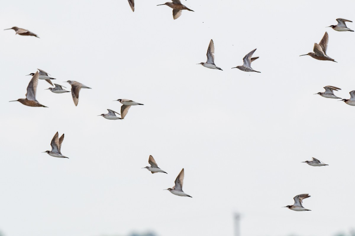 Wilson's Phalarope - ML621792621