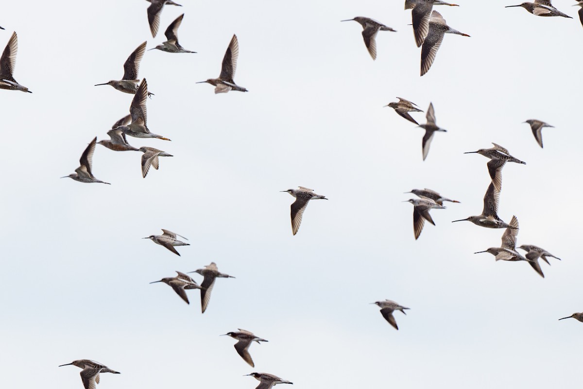 Wilson's Phalarope - ML621792636