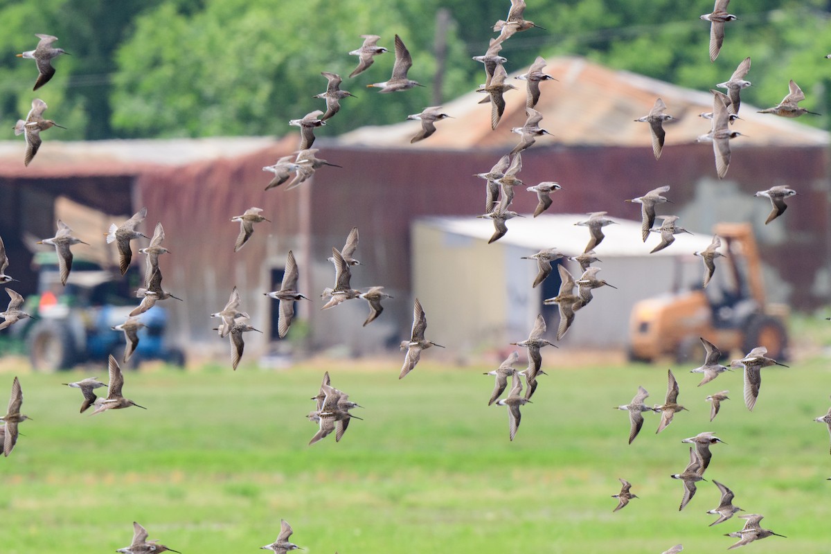 Long-billed Dowitcher - John Kuenzli