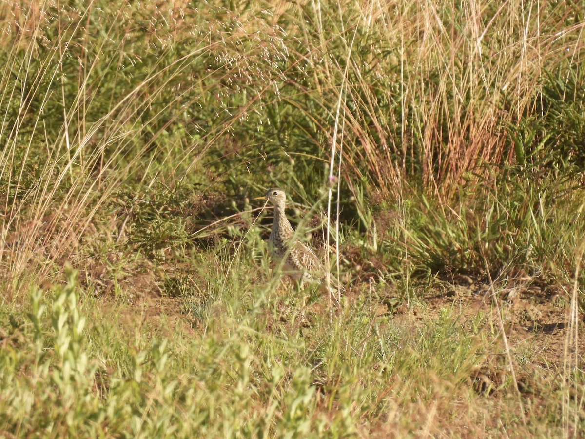 Upland Sandpiper - ML621792767