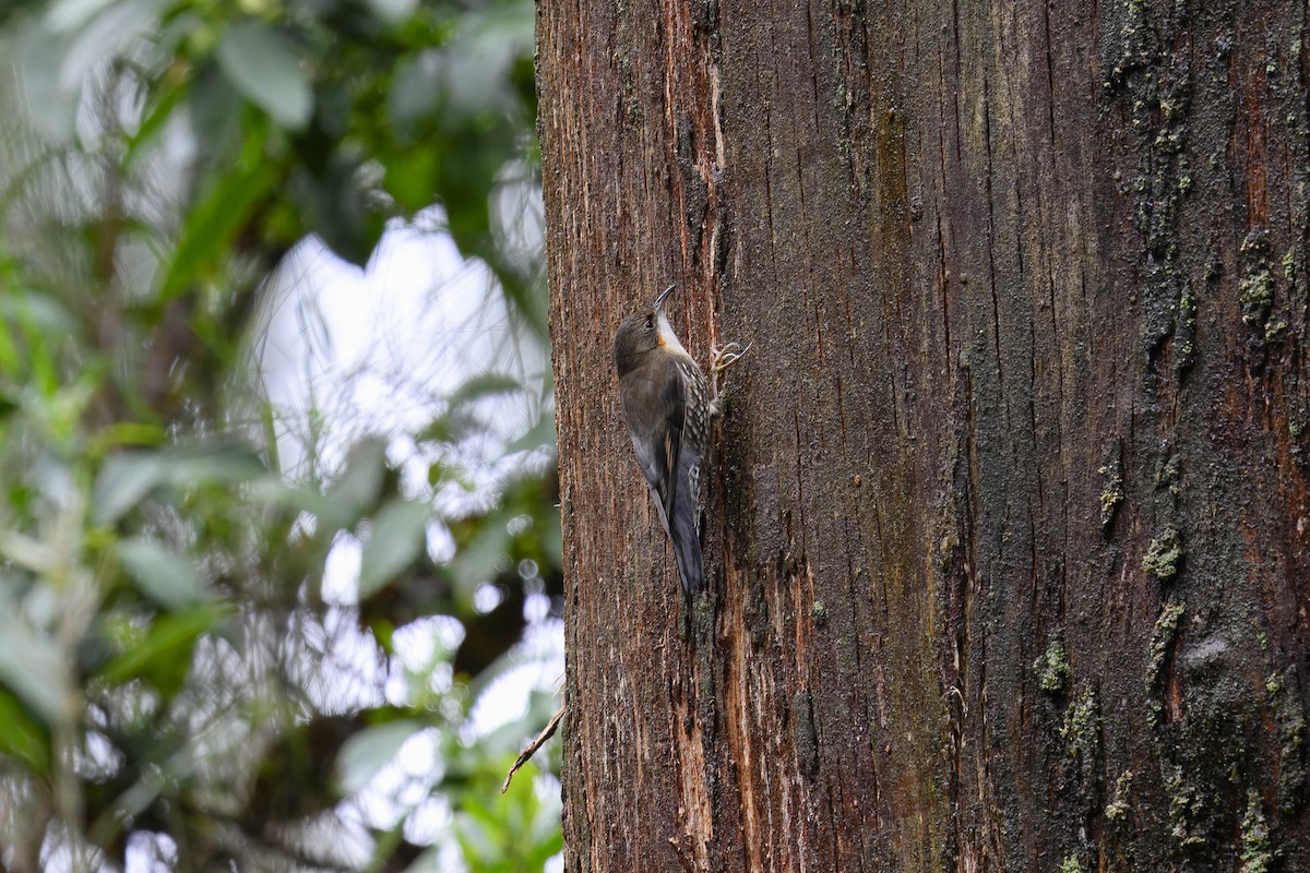 White-throated Treecreeper - ML621792862