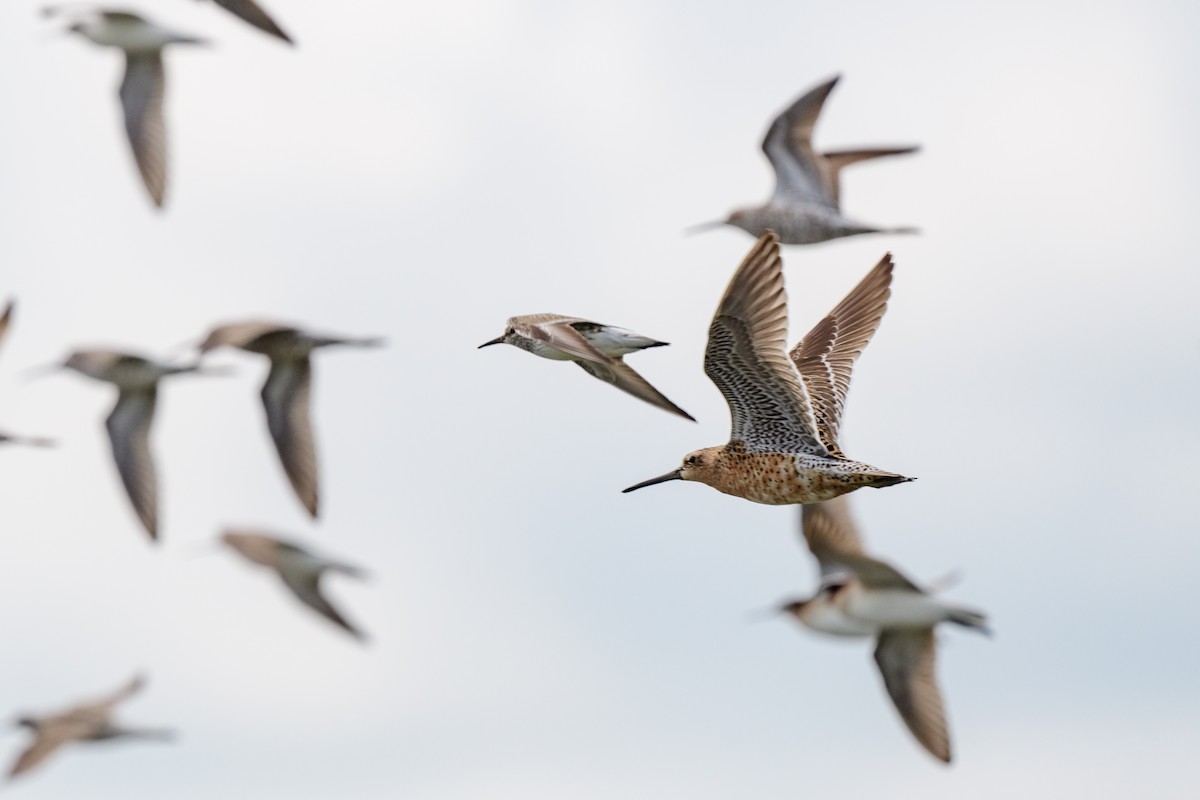 Long-billed Dowitcher - ML621792863