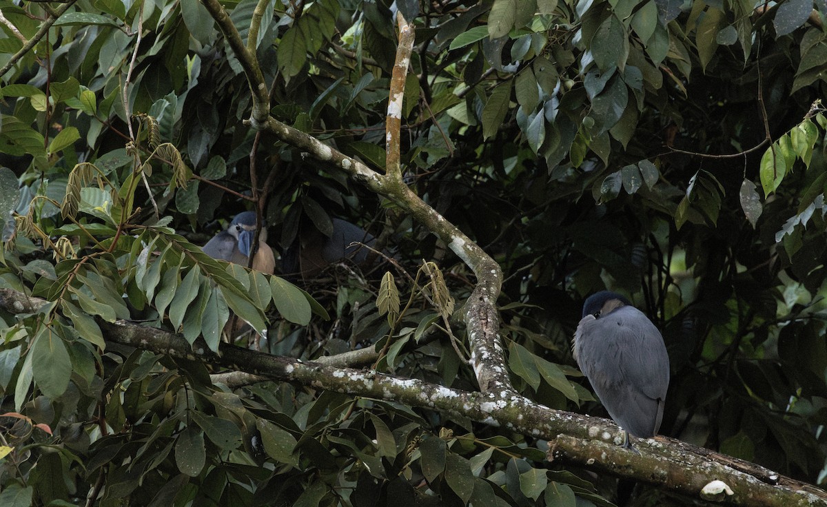 Boat-billed Heron - ML621792883