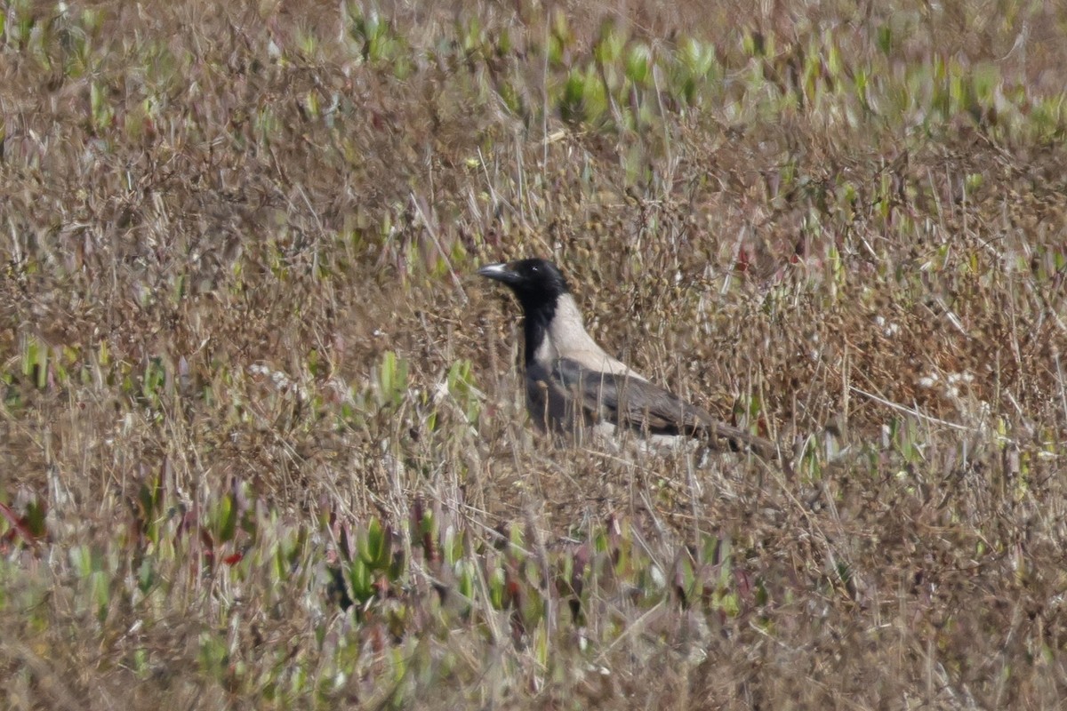 Hooded Crow - ML621792888