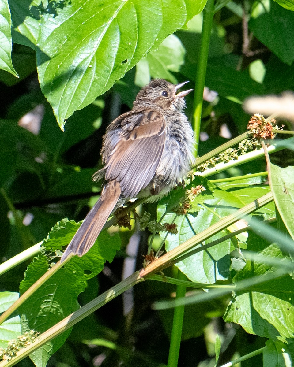 Chipping Sparrow - ML621792943