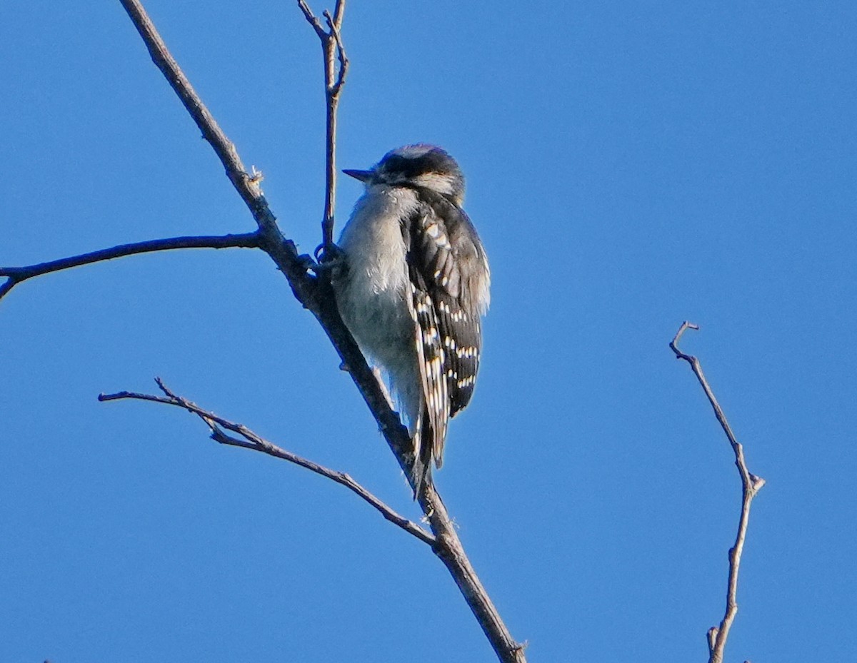 Downy Woodpecker - ML621792994