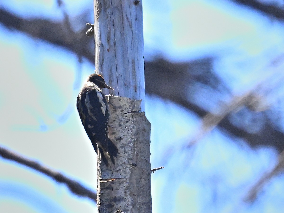 Red-naped x Red-breasted Sapsucker (hybrid) - ML621793000