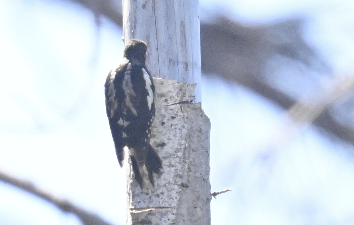 Red-naped x Red-breasted Sapsucker (hybrid) - ML621793029