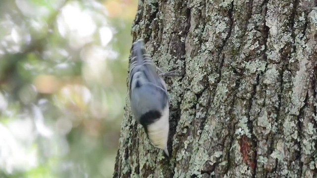 White-breasted Nuthatch - ML621793208