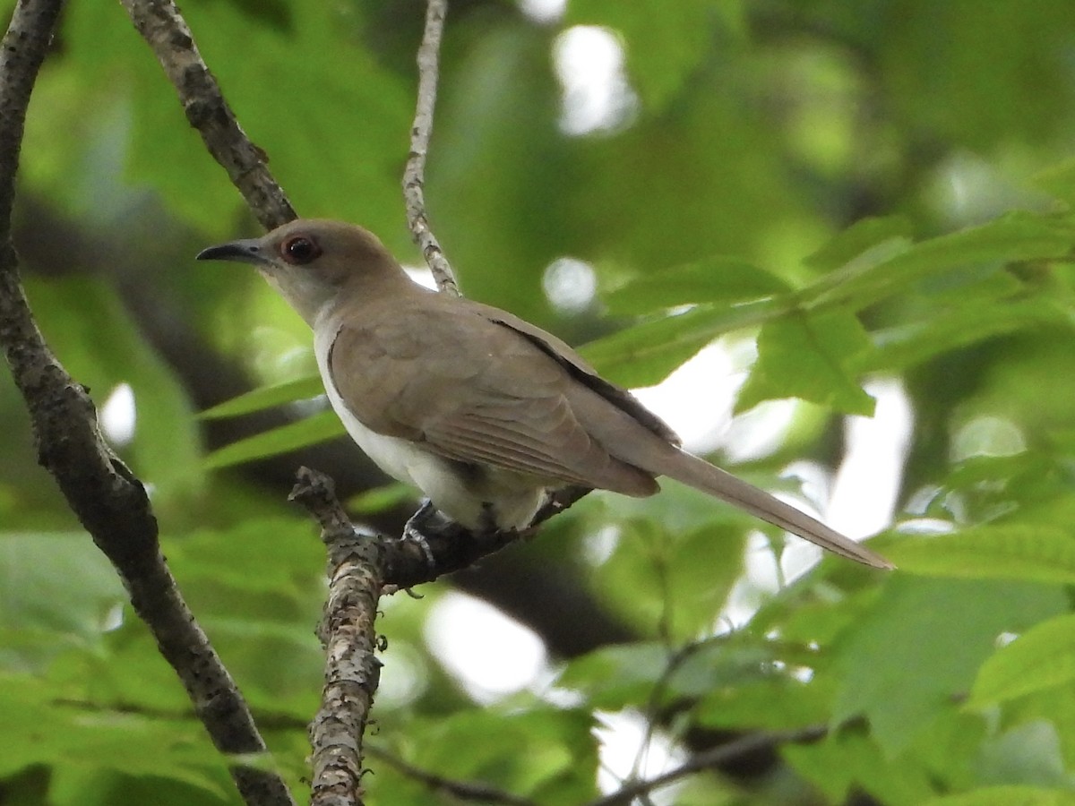 Black-billed Cuckoo - ML621793461