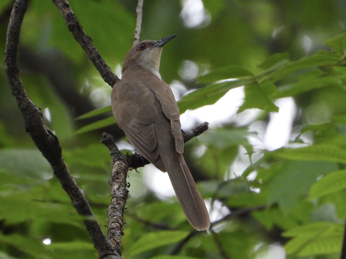 Black-billed Cuckoo - ML621793462