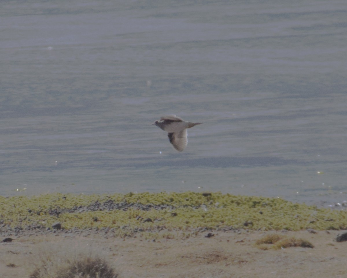 Gray-breasted Seedsnipe - ML621793473