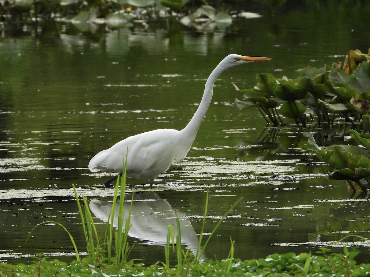 Great Egret - ML621793483