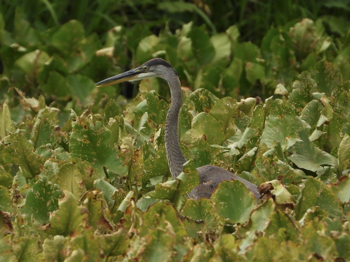 Great Blue Heron - ML621793487