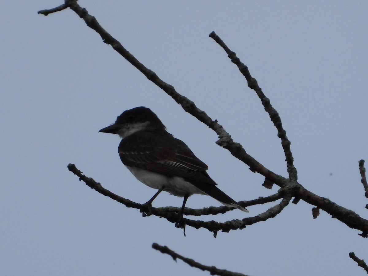 Eastern Kingbird - ML621793497