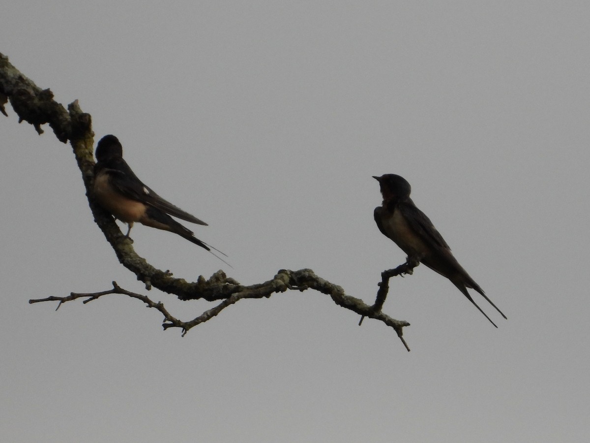 Barn Swallow - ML621793510