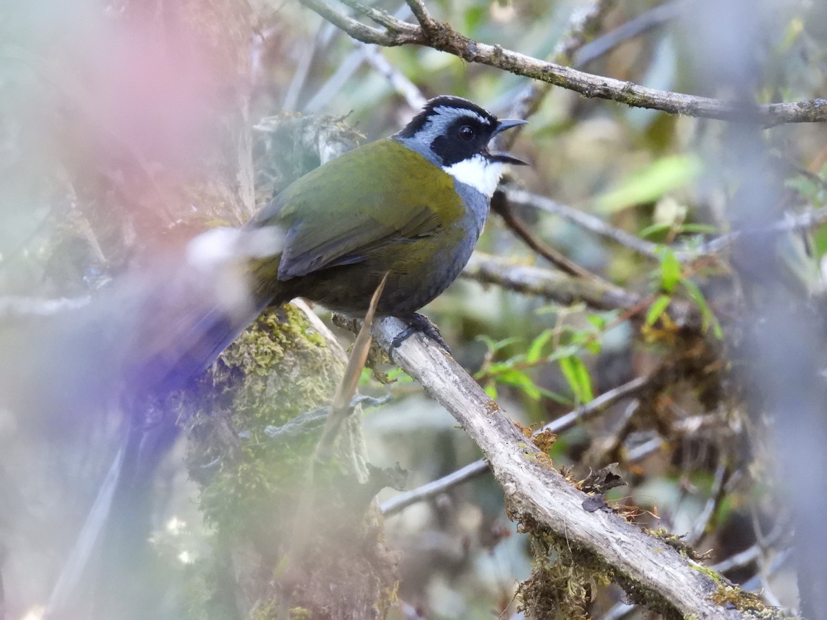 Gray-browed Brushfinch - ML621793519