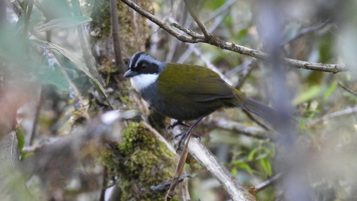 Gray-browed Brushfinch - ML621793529