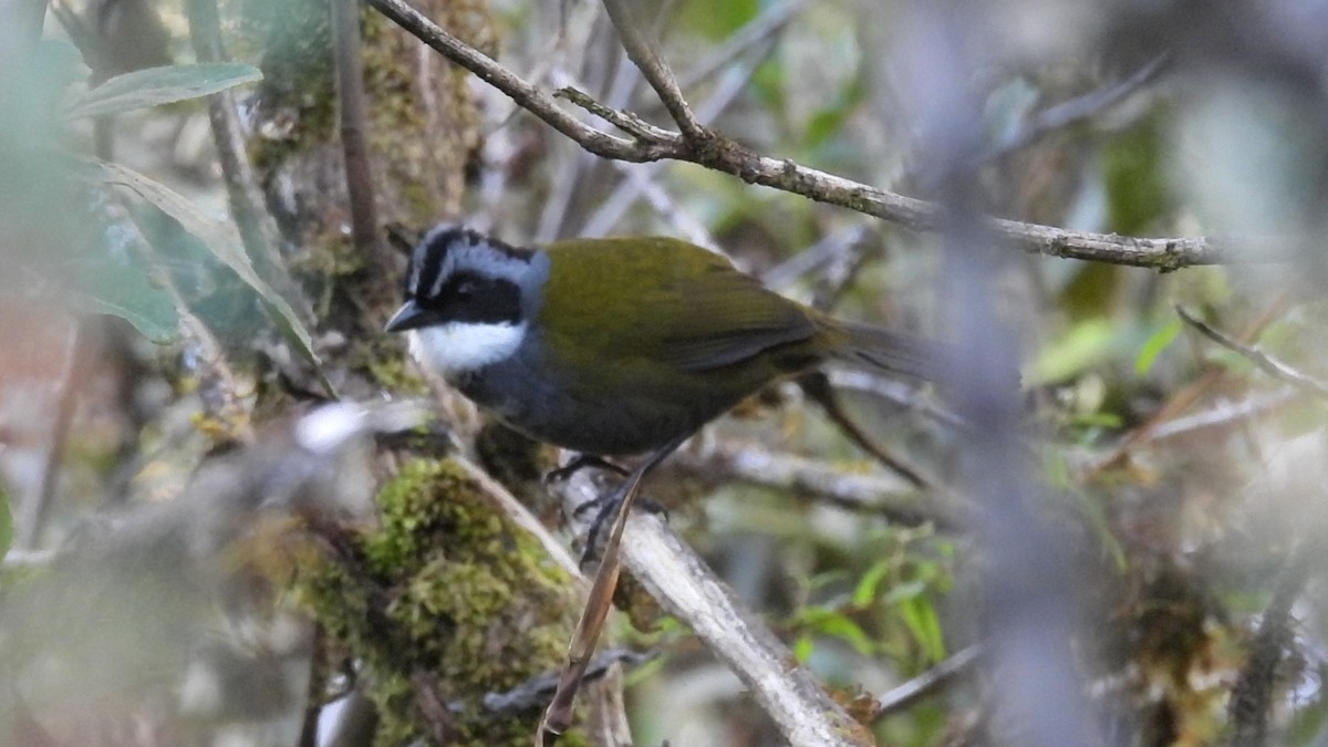 Gray-browed Brushfinch - ML621793530