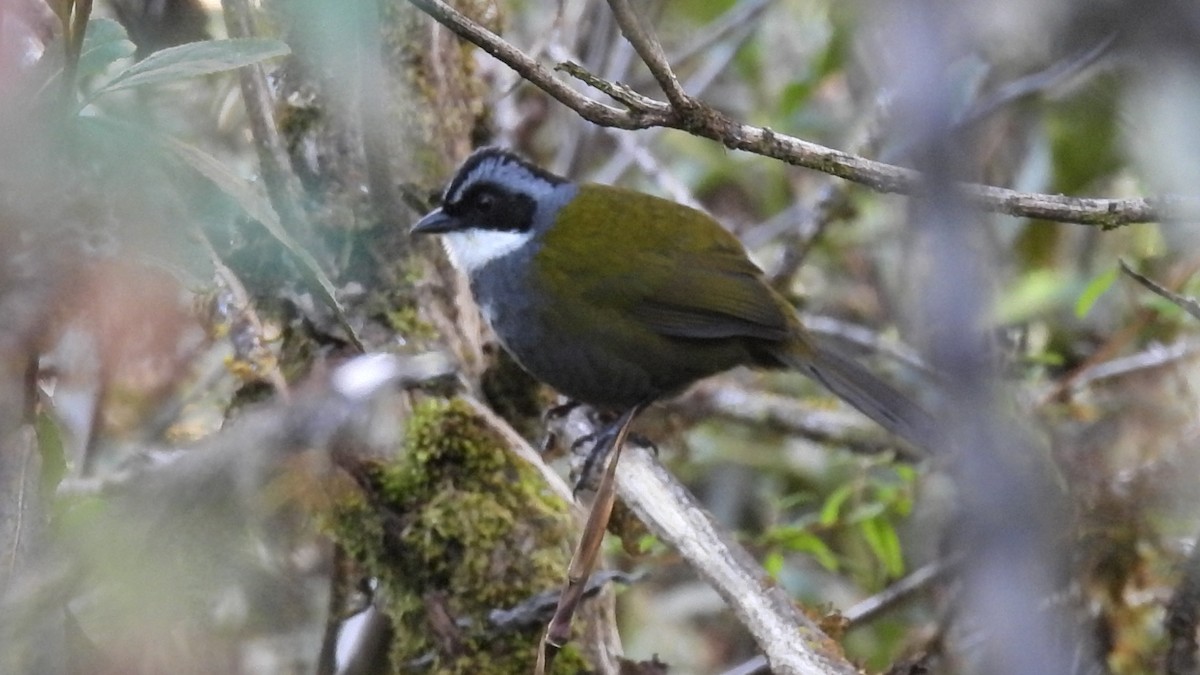 Gray-browed Brushfinch - ML621793538